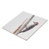 Ladder-Backed Woodpecker Tegeltje (Zijkant)