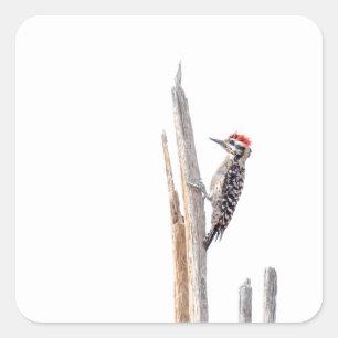 Ladder-Backed Woodpecker Vierkante Sticker