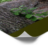 Ladder Trail Acadia Poster (Hoek)
