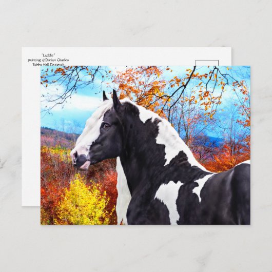 Laddie  briefkaart (Voorkant / Achterkant)