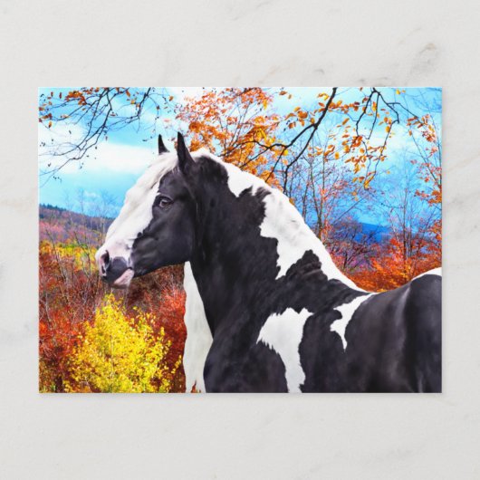 Laddie  briefkaart (Voorkant)