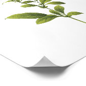 Ladwort (Plumbago caerulea) van Redouté Poster (Hoek)