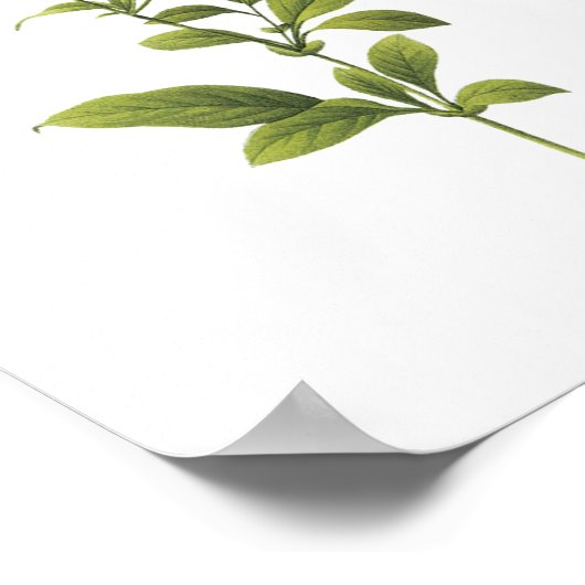 Ladwort (Plumbago caerulea) van Redouté Poster (Hoek)