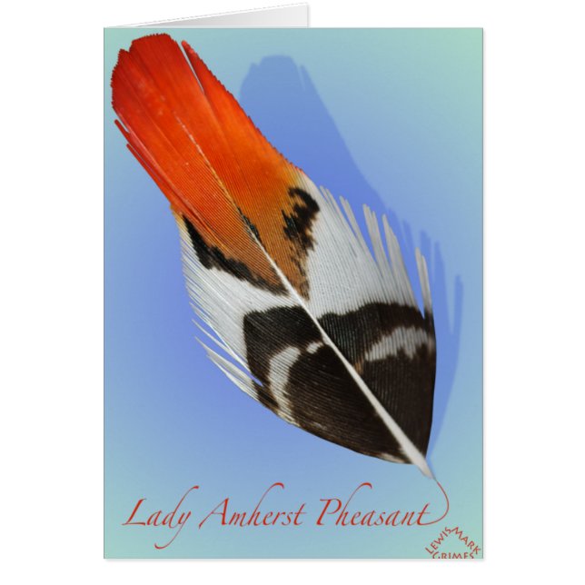 Lady Amherst Pheasant Flank (Voorkant)