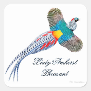  Lady Amherst Sticker