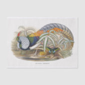 Lady Amherst's fazant-ontvlechting Tissuepapier (Voorkant)