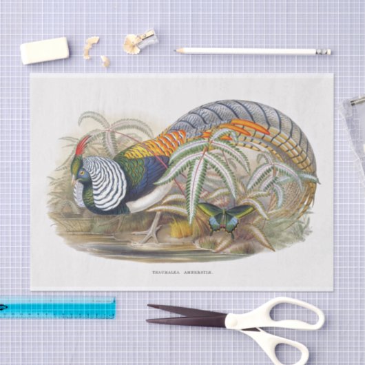 Lady Amherst's fazant-ontvlechting Tissuepapier (Craft)