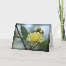 Lady Banks Rosea Kaart