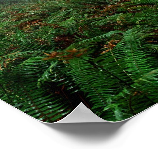 Lady Bird Johnson Grove Poster (Hoek)