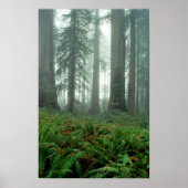 Lady Bird Johnson Grove Poster (Voorkant)