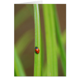 Lady Bug