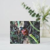 Lady Bug Briefkaart (Staand voorkant)
