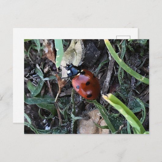 Lady Bug Briefkaart (Voorkant / Achterkant)