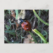 Lady Bug Briefkaart (Voorkant)