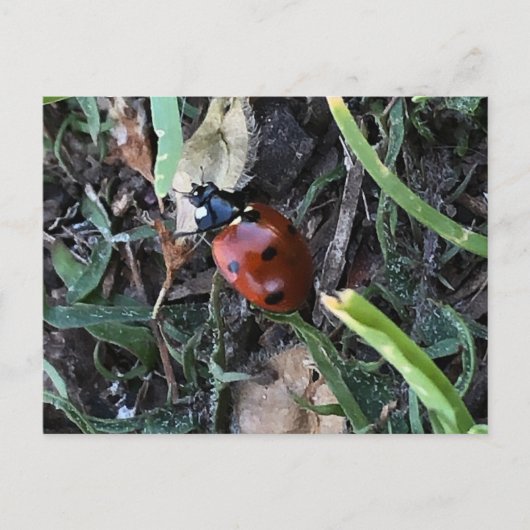 Lady Bug Briefkaart (Voorkant)