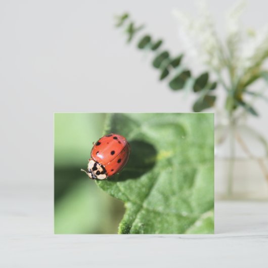 Lady bug briefkaart (Staand voorkant)