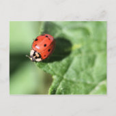 Lady bug briefkaart (Voorkant)
