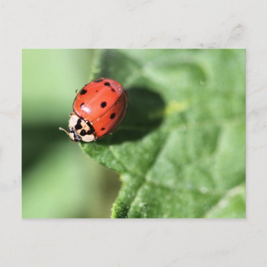 Lady bug briefkaart (Voorkant)