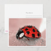 Lady Bug Briefkaart (Voorkant / Achterkant)
