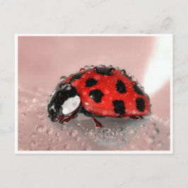 Lady Bug Briefkaart