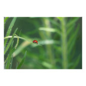 Lady Bug Foto Afdruk (Voorkant)