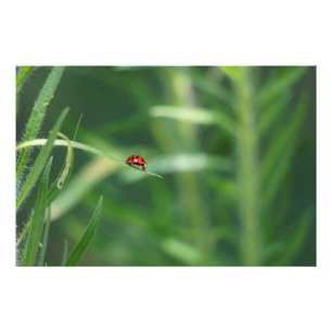 Lady Bug Foto Afdruk