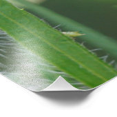 Lady Bug Foto Afdruk (Hoek)