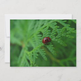 Lady Bug in een Zee van groen - plat Wenskaart Kaart