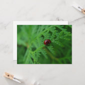 Lady Bug in een Zee van groen - plat Wenskaart Kaart (Voorkant / Achterkant in situ)
