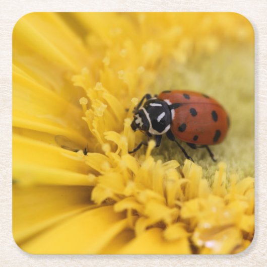 Lady bug kartonnen onderzetters (Voorkant)