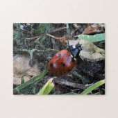 Lady Bug Legpuzzel (Horizontaal)