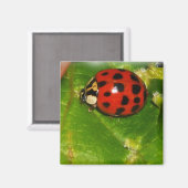 Lady Bug Magneet (Voorkant / Achterkant)