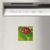 Lady Bug Magneet (Insitu (Vaatwasser))