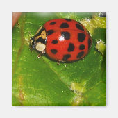 Lady Bug Magneet (Voorkant)
