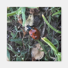 Lady Bug Magneet