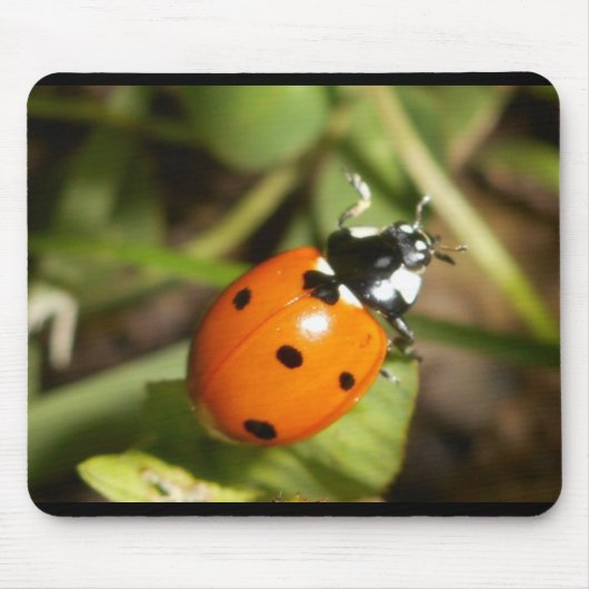 Lady Bug-Muismat Muismat (Voorkant)