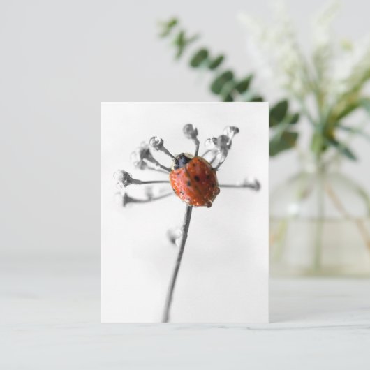 Lady Bug op Dill Flower met Dew Briefkaart (Staand voorkant)