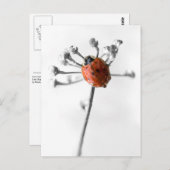 Lady Bug op Dill Flower met Dew Briefkaart (Voorkant / Achterkant)
