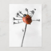 Lady Bug op Dill Flower met Dew Briefkaart (Voorkant)
