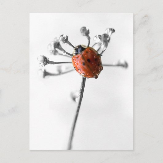 Lady Bug op Dill Flower met Dew Briefkaart (Voorkant)