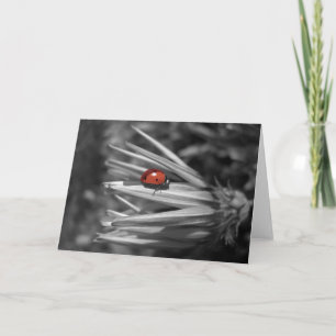 Lady Bug op een Daisy Kaart