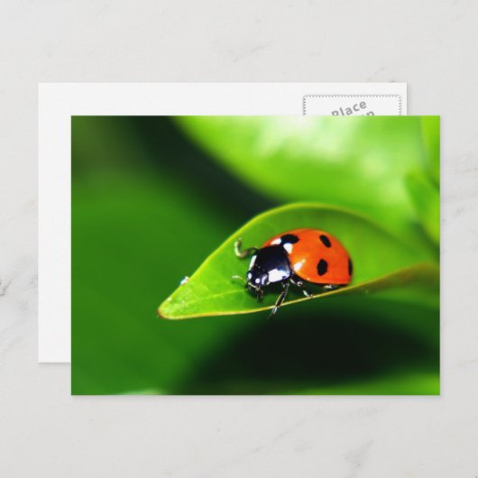 Lady Bug op een lef Briefkaart (Voorkant / Achterkant)