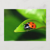 Lady Bug op een lef Briefkaart (Voorkant)