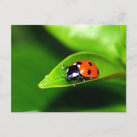 Lady Bug op een lef Briefkaart (Voorkant)