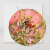 Lady Bug Party-uitnodiging Kaart (Voorkant)