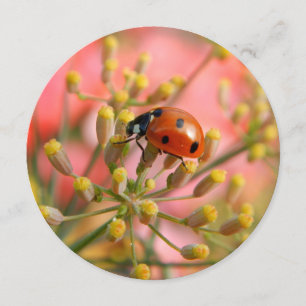 Lady Bug Party-uitnodiging Kaart