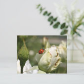Lady Bug Rosebud Post Card Briefkaart (Staand voorkant)
