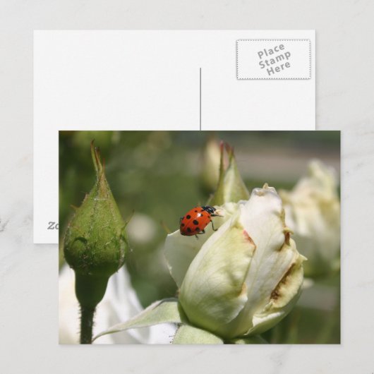 Lady Bug Rosebud Post Card Briefkaart (Voorkant / Achterkant)