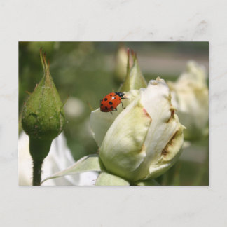 Lady Bug Rosebud Post Card Briefkaart