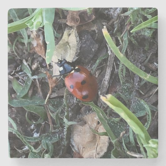 Lady Bug Stenen Onderzetter (Voorkant)
